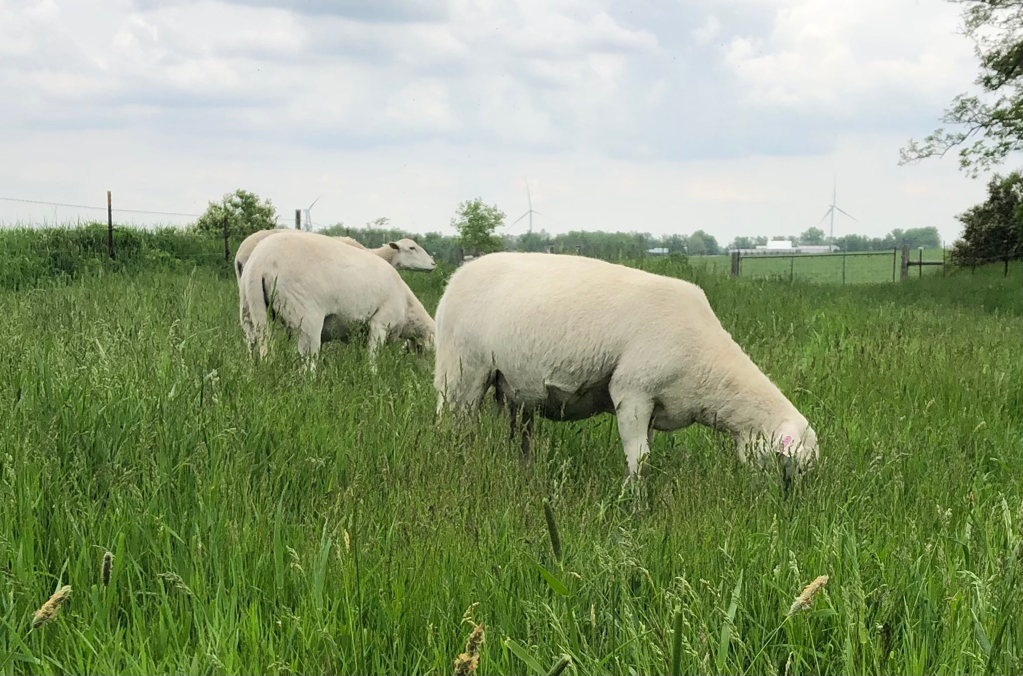 Whole Grass-Fed Lamb Deposit